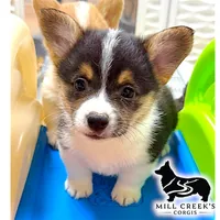 AKC Rollo, Full Tail, a male Pembroke Welsh Corgi for sale in Taylorsville, NC – 3 of 10