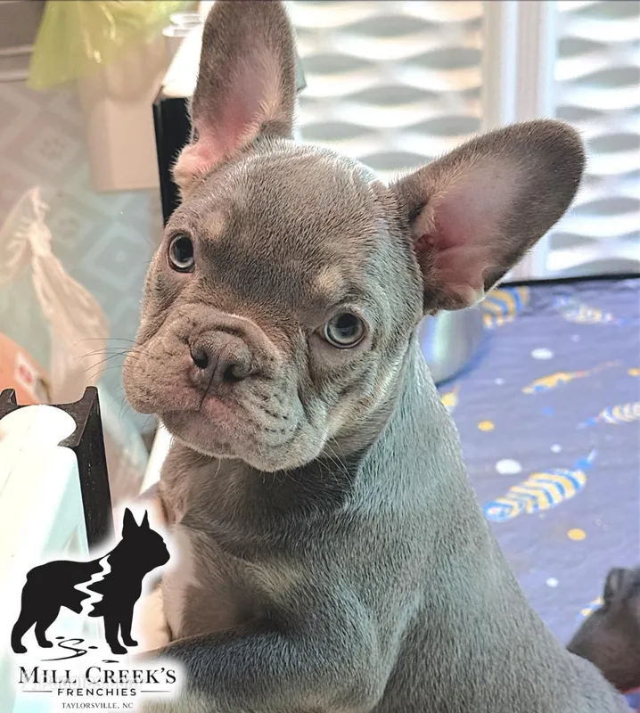 Freya – French Bulldog puppy for sale in Taylorsville, NC