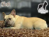 Freya, a female French Bulldog for sale in Taylorsville, NC – Photo 4 of 5