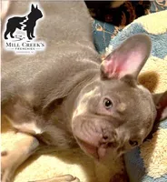 Freya, a female French Bulldog for sale in Taylorsville, NC – Photo 3 of 9