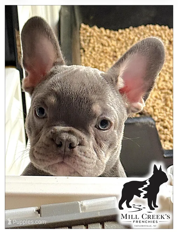 Freya – French Bulldog puppy for sale in Taylorsville, NC