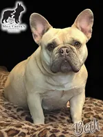 Freya, a female French Bulldog for sale in Taylorsville, NC – Photo 3 of 5