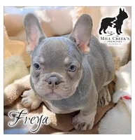 Freya, a female French Bulldog for sale in Taylorsville, NC – Photo 2 of 5