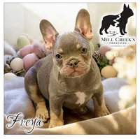 Freya, a female French Bulldog for sale in Taylorsville, NC – Photo 1 of 5