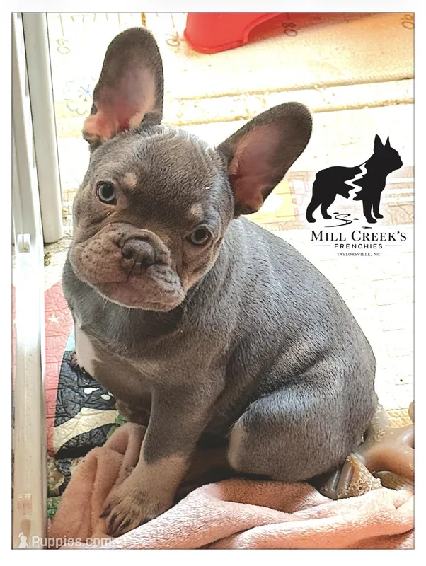 Freya – French Bulldog puppy for sale in Taylorsville, NC