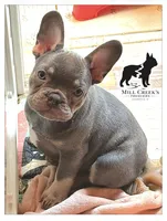 Freya, a female French Bulldog for sale in Taylorsville, NC – Photo 2 of 9