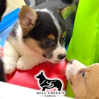 AKC Rollo, Full Tail, a male Pembroke Welsh Corgi for sale in Taylorsville, NC – 6 of 10