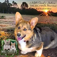 AKC Jasper, a male Pembroke Welsh Corgi for sale in Taylorsville, NC – 9 of 10
