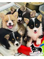 AKC Spice, Full Tail, a female Pembroke Welsh Corgi for sale in Taylorsville, NC – 4 of 10