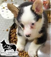 AKC Ruth, a male Pembroke Welsh Corgi for sale in Taylorsville, NC – 2 of 8