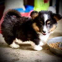 Magnum-fluffy BHT naturally tail, a male Pembroke Welsh Corgi for sale in Taylorsville, NC – 7 of 10