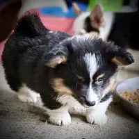 Magnum-fluffy BHT naturally tail, a male Pembroke Welsh Corgi for sale in Taylorsville, NC – 6 of 10