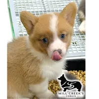 AKC Spice, Full Tail, a female Pembroke Welsh Corgi for sale in Taylorsville, NC – 7 of 10