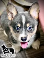 AKC Jasper, a male Pembroke Welsh Corgi for sale in Taylorsville, NC – 4 of 10