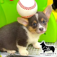 AKC Skyla, a female Pembroke Welsh Corgi for sale in Taylorsville, NC – 4 of 7