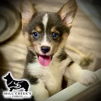 AKC Jasper, a male Pembroke Welsh Corgi for sale in Taylorsville, NC – 5 of 10