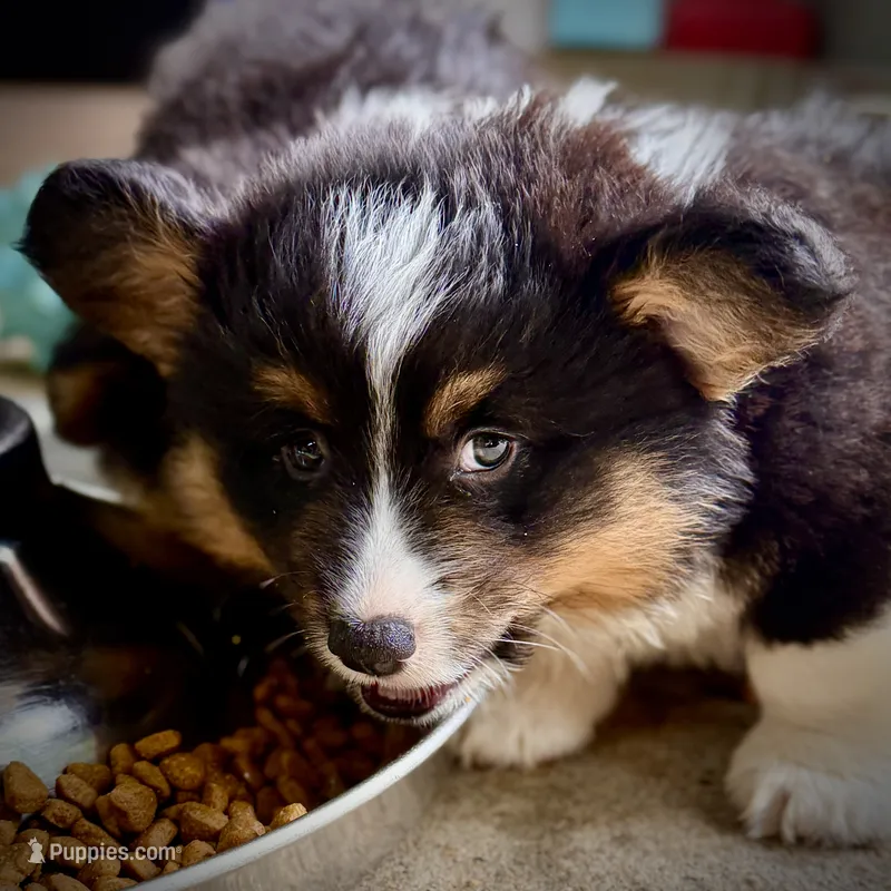 Magnum-fluffy BHT naturally tail – Pembroke Welsh Corgi puppy for sale in Taylorsville, NC