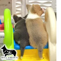 AKC Spice, Full Tail, a female Pembroke Welsh Corgi for sale in Taylorsville, NC – 9 of 10
