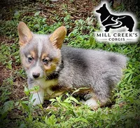 AKC Ralphie, a male Pembroke Welsh Corgi for sale in Taylorsville, NC – 10 of 10