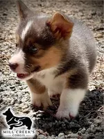 AKC Ralphie, a male Pembroke Welsh Corgi for sale in Taylorsville, NC – 4 of 10
