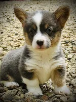 AKC Delilah, a female Pembroke Welsh Corgi for sale in Taylorsville, NC – 7 of 10