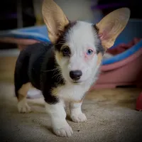 AKC Ruth, a female Pembroke Welsh Corgi for sale in Taylorsville, NC – 6 of 9
