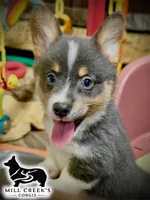 AKC Jasper, a male Pembroke Welsh Corgi for sale in Taylorsville, NC – 3 of 10