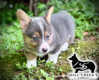 AKC Ralphie, a male Pembroke Welsh Corgi for sale in Taylorsville, NC – 2 of 10