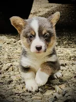 AKC Delilah, a female Pembroke Welsh Corgi for sale in Taylorsville, NC – 5 of 10