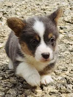 AKC Delilah, a female Pembroke Welsh Corgi for sale in Taylorsville, NC – 2 of 10