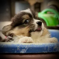 Zee-fluffy BHT girl, natural tail, a male Pembroke Welsh Corgi for sale in Taylorsville, NC – 7 of 9