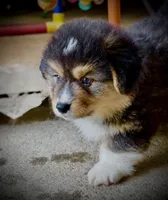 AKC Larry- fluffy RHT with natural tail, a male Pembroke Welsh Corgi for sale in Taylorsville, NC – 3 of 10