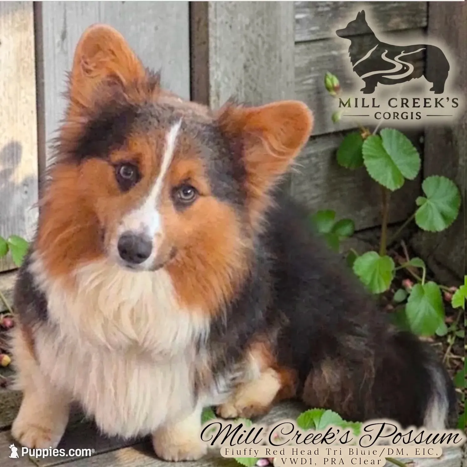 AKC Ruth, a female Pembroke Welsh Corgi for sale in Taylorsville, NC – 8 of 9