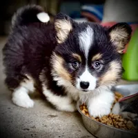 Zee-fluffy BHT girl, natural tail, a male Pembroke Welsh Corgi for sale in Taylorsville, NC – 3 of 9