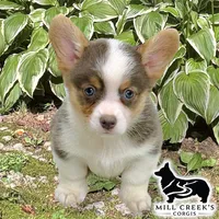 AKC Juniper Full Tail, a female Pembroke Welsh Corgi for sale in Taylorsville, NC – 3 of 7