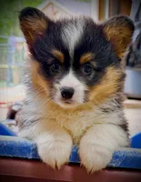 Zee-fluffy BHT girl, natural tail, a male Pembroke Welsh Corgi for sale in Taylorsville, NC – 6 of 9