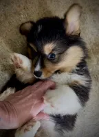 AKC Larry- fluffy RHT with natural tail, a male Pembroke Welsh Corgi for sale in Taylorsville, NC – 5 of 10