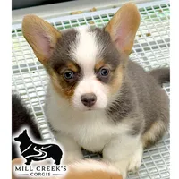 AKC Juniper Full Tail, a female Pembroke Welsh Corgi for sale in Taylorsville, NC – 5 of 7