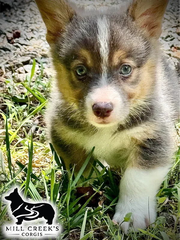 AKC Ralphie – Pembroke Welsh Corgi puppy for sale in Taylorsville, NC