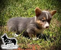 AKC Ralphie, a male Pembroke Welsh Corgi for sale in Taylorsville, NC – 9 of 10