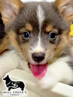 AKC Jasper, a male Pembroke Welsh Corgi for sale in Taylorsville, NC – 8 of 10