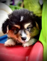 AKC Larry- fluffy RHT with natural tail, a male Pembroke Welsh Corgi for sale in Taylorsville, NC – 6 of 10