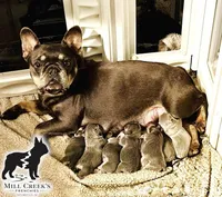 AKC Clyde-Blue and Tan, a male French Bulldog for sale in Taylorsville, NC – Photo 5 of 5