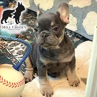AKC Clyde-Blue and Tan, a male French Bulldog for sale in Taylorsville, NC – Photo 2 of 10