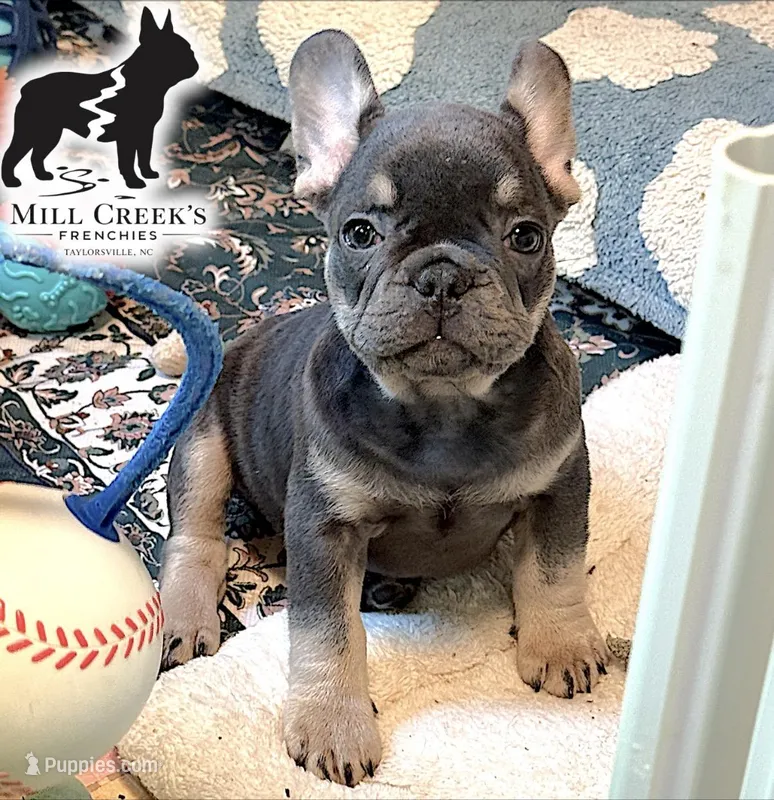 AKC Clyde-Blue and Tan – French Bulldog puppy for sale in Taylorsville, NC