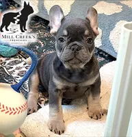 AKC Clyde-Blue and Tan, a male French Bulldog for sale in Taylorsville, NC – Photo 1 of 10