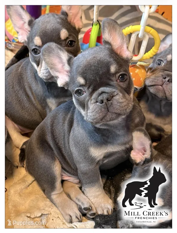 AKC Clyde-Blue and Tan – French Bulldog puppy for sale in Taylorsville, NC