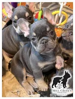 AKC Clyde-Blue and Tan, a male French Bulldog for sale in Taylorsville, NC – Photo 5 of 10