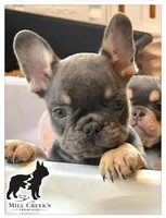 AKC Clyde-Blue and Tan, a male French Bulldog for sale in Taylorsville, NC – Photo 2 of 5