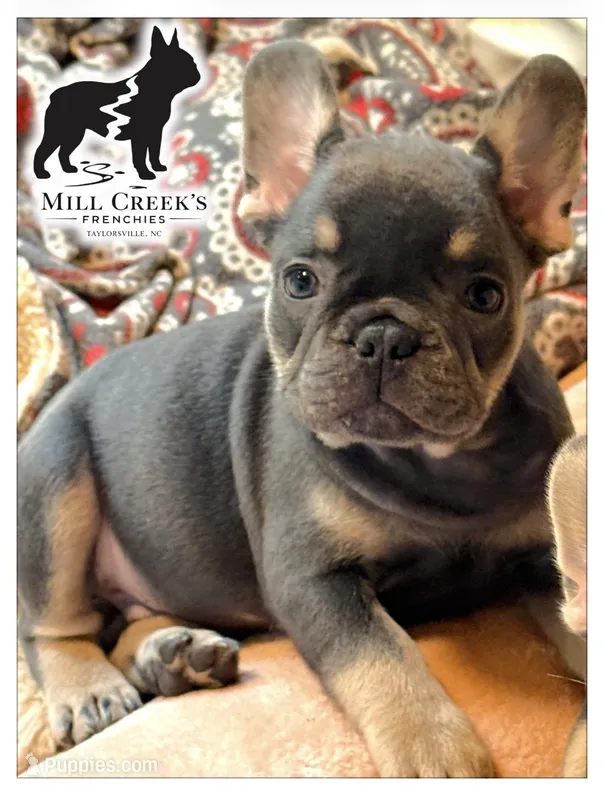 AKC Clyde-Blue and Tan – French Bulldog puppy for sale in Taylorsville, NC